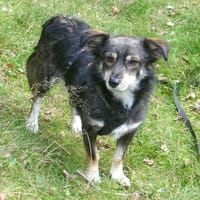 Jack genießt jetzt das Leben, Hund zur Adoption