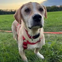 Ole - verschmust, gemütlich - BEREITS IN DE, Hund zur Adoption