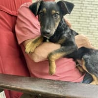 Robi Mix Rüde 4 Monate alt in 59071 Hamm, Hund zur Adoption