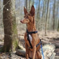 Moka  eine Podenca mit Vorkenntnissen, Hündin zur Adoption