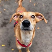 Ruby - verschmust, sportlich - BEREITS IN DE, Hündin zur Adoption
