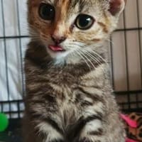 Celina - die kleine Prinzessin, Katze zur Adoption