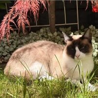 Lilú (mit Piaget) - super bezaubernd,  lieb und süß, Katze zur Adoption
