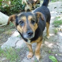 Kleine Klara sucht liebevolles Zuhause, Hündin zur Adoption