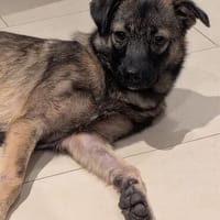 Tinka - verspielt, zutraulich - BEREITS IN DE, Hündin zur Adoption
