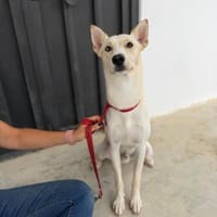 Tagesschau Tokio, Hund zur Adoption