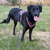 Spaßvogel mit 6 Buchstaben - Blacky, Hund zur Adoption