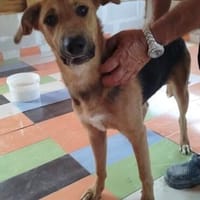 Minos der süße Schatz, Hund zur Adoption