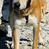 Manos die Zuckerschnute / PLZ 82284, Hund zur Adoption