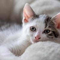Holly und Jada die Kitten von Doris, Kater zur Adoption