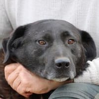 Douce - sehr verspielt u. kinderlieb, Hund zur Adoption