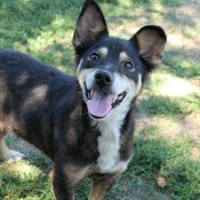 lieber, kleiner MALFOY sucht sein Zuhause, Hund zur Adoption