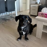 Thilo wartet in 97318 Kitzingen, Hund zur Adoption