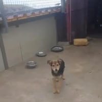 Lino, Hündin zur Adoption