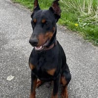 Enzo - kein einfacher Dobermann, Hund zur Adoption
