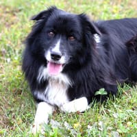 ALAIN DELON: sensibler Bestager und perfekter Begleiter, Hund zur Adoption
