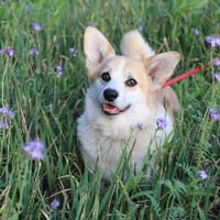 Queenie sucht neues Königreich, Hündin zur Adoption