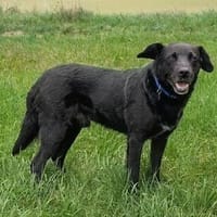 Katzenverträglicher Hütehundmischling Toni sucht Familie, Hund zur Adoption