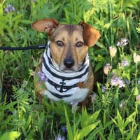 Milo -kinderlieb und eine Seele von Hund, Hund zur Adoption