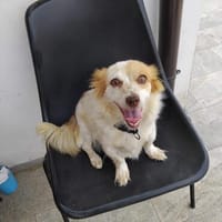 Lucetta 🍀🍀🍀wo ist ihr Herzensmensch?, Hündin zur Adoption