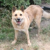 Flauschiger Teddy mit freundlicher Seele, Hund zur Adoption
