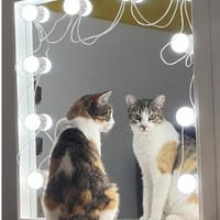 Nela -  bildhübsch, sehr verschmust, super lieb und süß, Katze zur Adoption