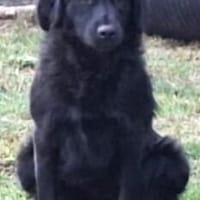 Frieda, Hündin zur Adoption