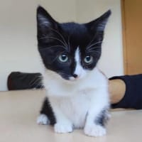 Astra (mit Nova) - sehr hübsch, süß & putzig, Katze zur Adoption