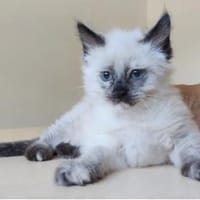 Nova (mit Astra) - sehr süß und verschmust, Katze zur Adoption