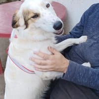 Vale 💛💛💛 Hundemädchen sucht Happy-Home, Hündin zur Adoption
