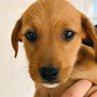 Bobby3, der Süße, sucht seine Familie, Hund zur Adoption