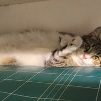 LILY, chatte à adopter