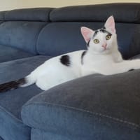 BOREAL ( sté 30/09), chat à adopter