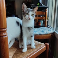GAIA ( Sté 30/09), chatte à adopter