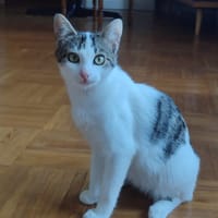 VEGA (Ste 30/09), chat à adopter