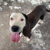 VEINTURY, chienne à adopter