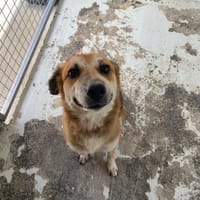 VALKIRY, chienne à adopter