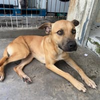 NICE, chien à adopter