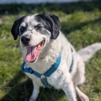 MILO VAA, chien à adopter