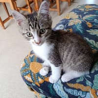 ANTOINE, chat à adopter