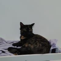 Clémentine, chatte à adopter