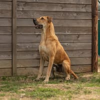 JIMMY PAS ICAD, chien à adopter