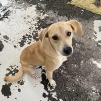 SOFTY, chienne à adopter
