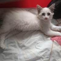FLOCON, chatte à adopter