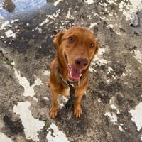 WAKAWAKA, chienne à adopter