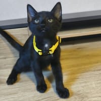 BIDULETTE, chatte à adopter