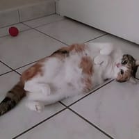 MARCIA, chatte à adopter