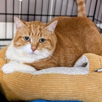 Simba, chat à adopter