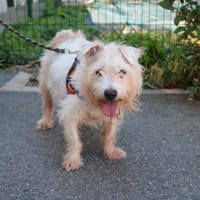 YOGA HAA24816, chien à adopter