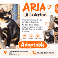 ARIA (Réservée), chatte à adopter